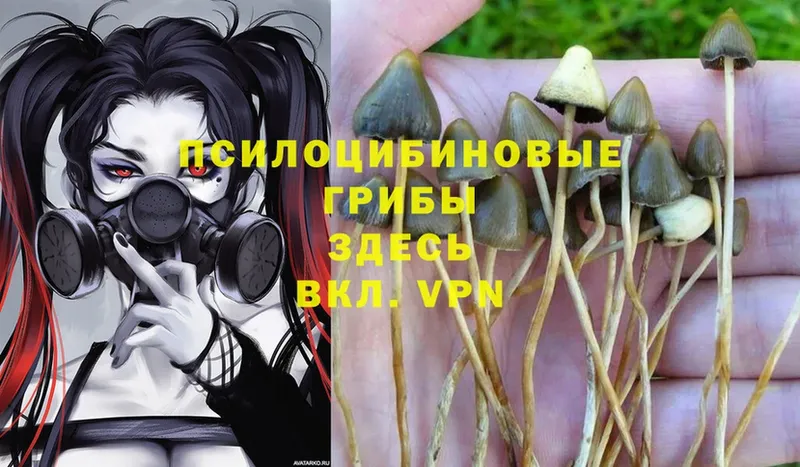 Псилоцибиновые грибы Magic Shrooms  хочу   Заволжье 